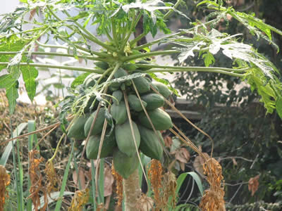 papaya fruit